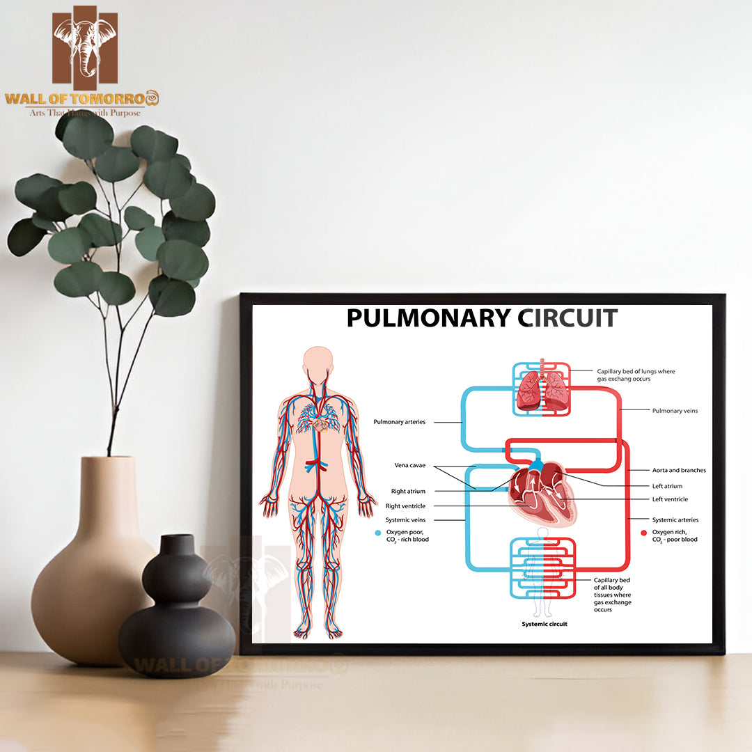 Diagram Showing Pulmonary Circuit Educational High Quality Glass Frame Wall Décor