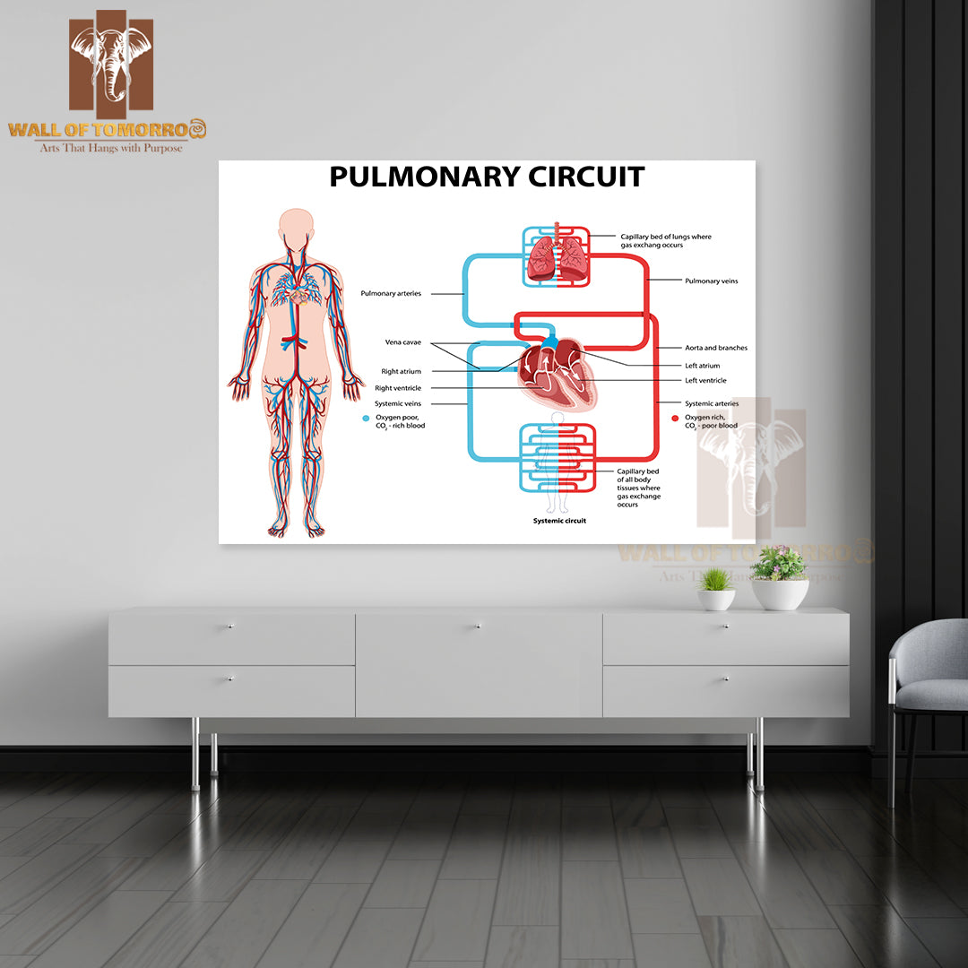 Diagram Showing Pulmonary Circuit Educational High Quality Unframed Poster Print & Waterproof Poster Print Wall Décor