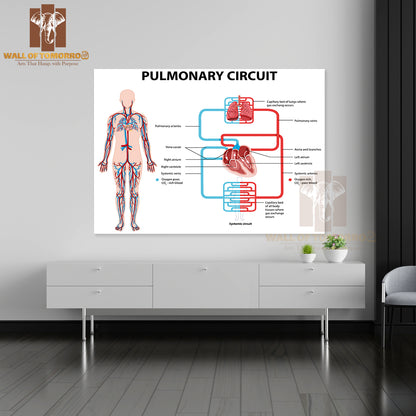 Diagram Showing Pulmonary Circuit Educational High Quality Unframed Poster Print & Waterproof Poster Print Wall Décor