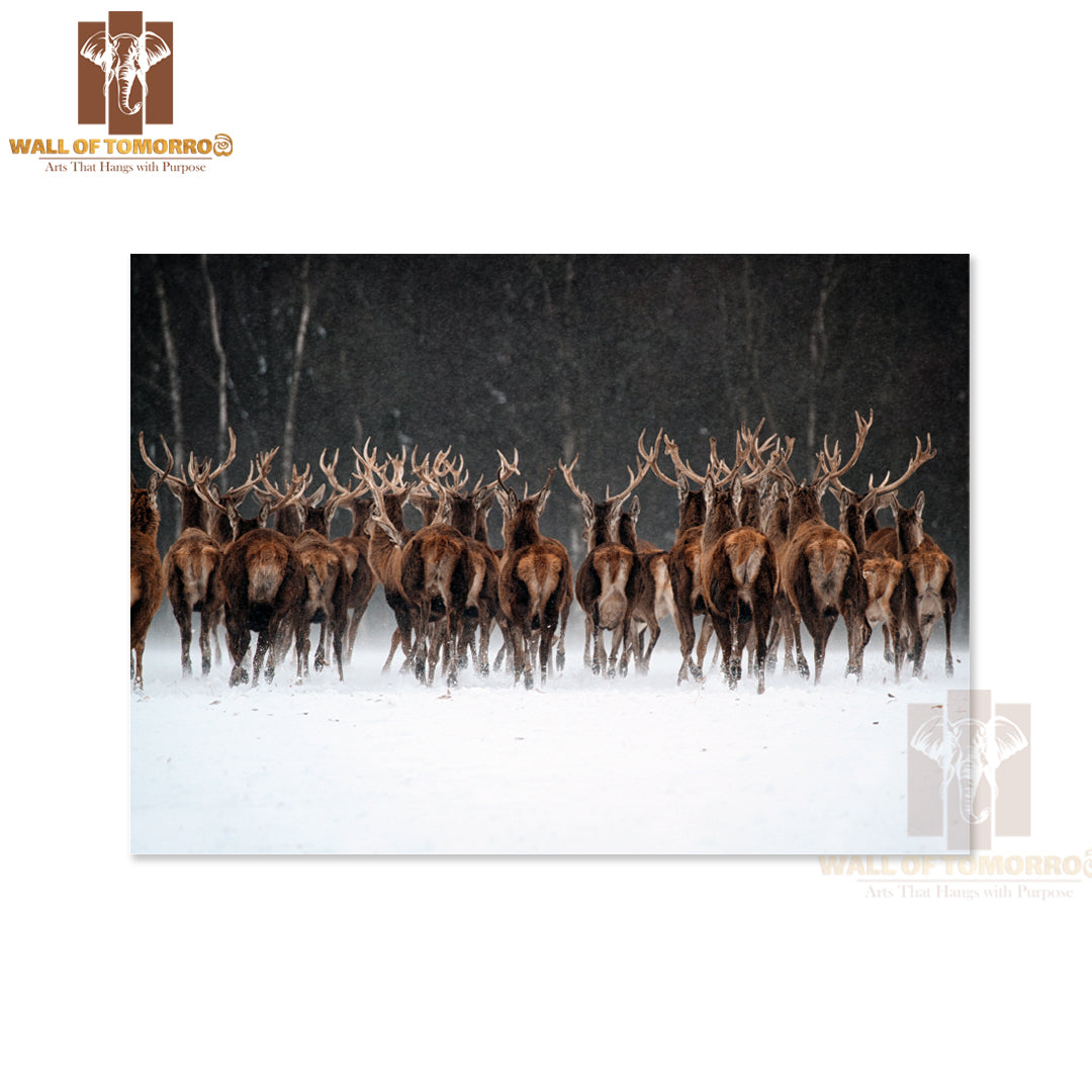 Red Deer Herd (Cervus Elaphus) In the Scottish Winter Snow High Quality Unframed Poster Print & Waterproof Poster Print Wall Décor