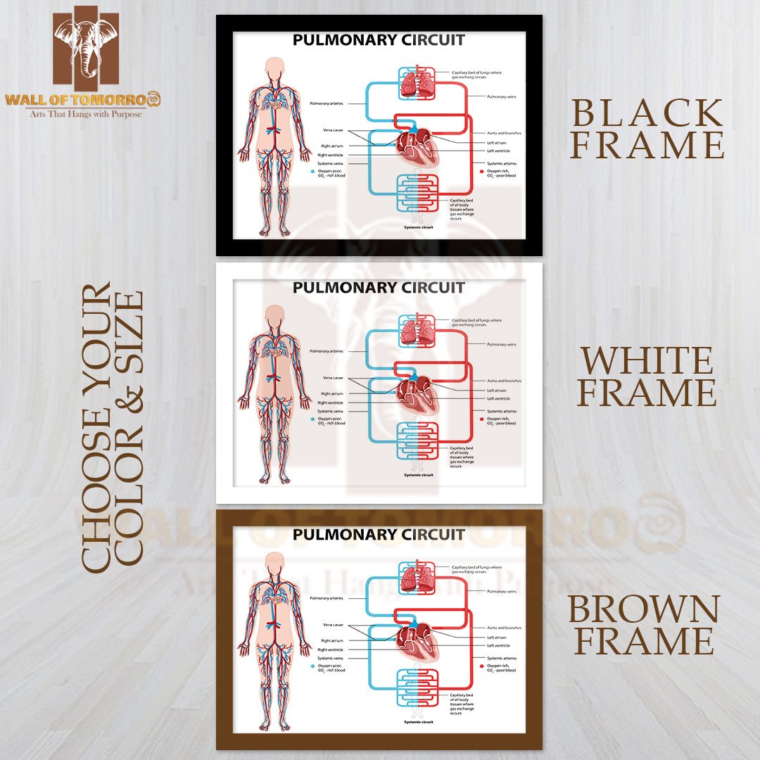 Diagram Showing Pulmonary Circuit Educational High Quality Glass Frame Wall Décor