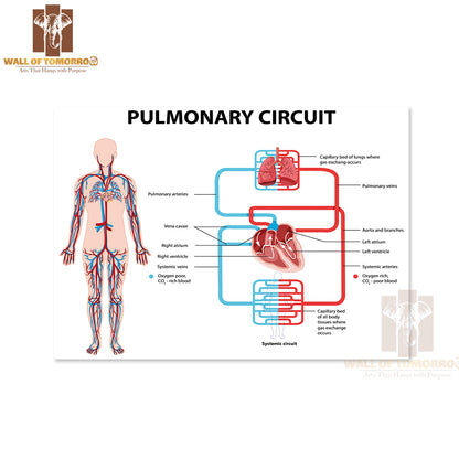 Diagram Showing Pulmonary Circuit Educational High Quality Unframed Poster Print & Waterproof Poster Print Wall Décor