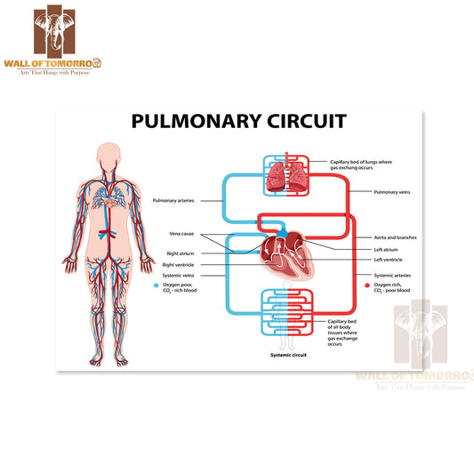 Diagram Showing Pulmonary Circuit Educational High Quality Unframed Poster Print & Waterproof Poster Print Wall Décor
