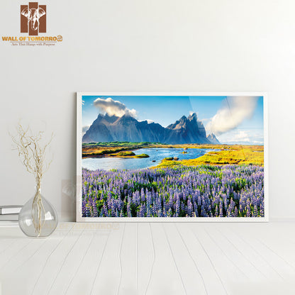 Blooming Lupine Flowers on the Stokksnes Headland High Quality Unframed Poster Print & Waterproof Poster Print Wall Décor