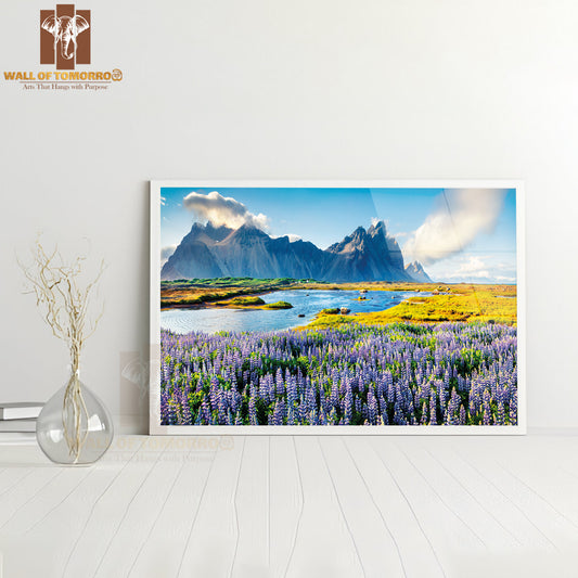 Blooming Lupine Flowers on the Stokksnes Headland High Quality Unframed Poster Print & Waterproof Poster Print Wall Décor