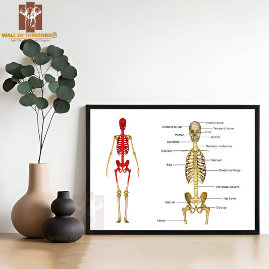 Human Skeleton Education High Quality Unframed Poster Print & Waterproof Poster Print Wall Décor