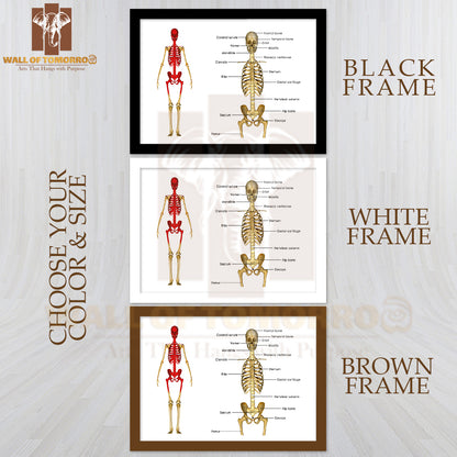 Human Skeleton Education High Quality Unframed Poster Print & Waterproof Poster Print Wall Décor