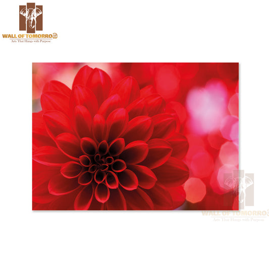 Closeup On Red Dahlia Flower High Quality Unframed Poster Print & Waterproof Poster Print Wall Décor