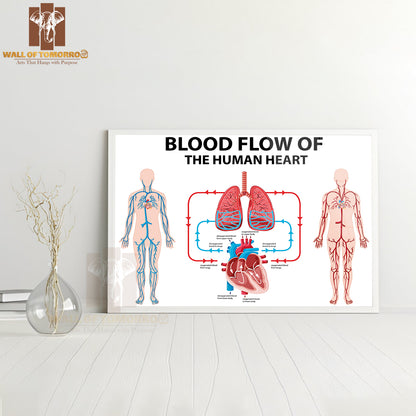 Diagram Showing Blood Flow of Human Heart Educational High Quality Glass Frame Wall Décor
