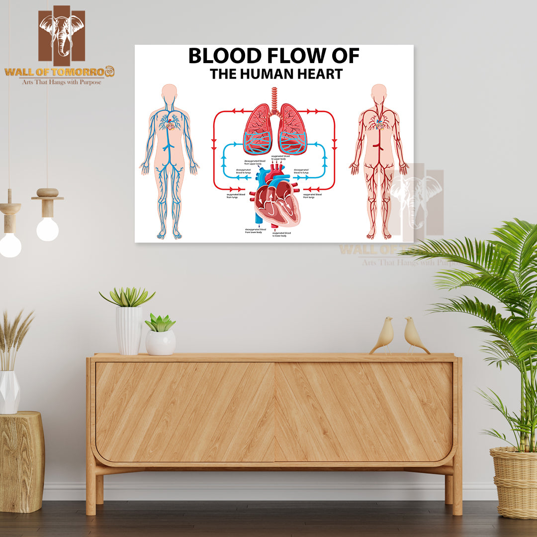 Diagram Showing Blood Flow of Human Heart Educational High Quality Unframed Poster Print & Waterproof Poster Print Wall Décor