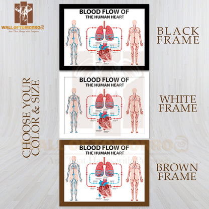Diagram Showing Blood Flow of Human Heart Educational High Quality Glass Frame Wall Décor