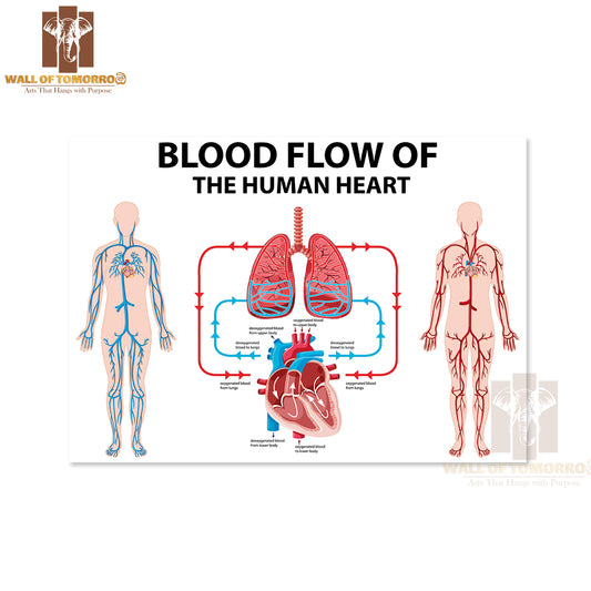 Diagram Showing Blood Flow of Human Heart Educational High Quality Unframed Poster Print & Waterproof Poster Print Wall Décor