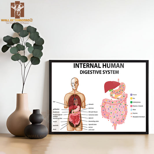 Diagram Showing Internal Human Digestive System Educational High Quality Glass Frame Wall Décor