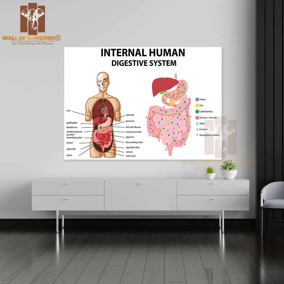 Diagram Showing Internal Human Digestive System Educational High Quality Unframed Poster Print & Waterproof Poster Print Wall Décor