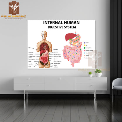Diagram Showing Internal Human Digestive System Educational High Quality Unframed Poster Print & Waterproof Poster Print Wall Décor