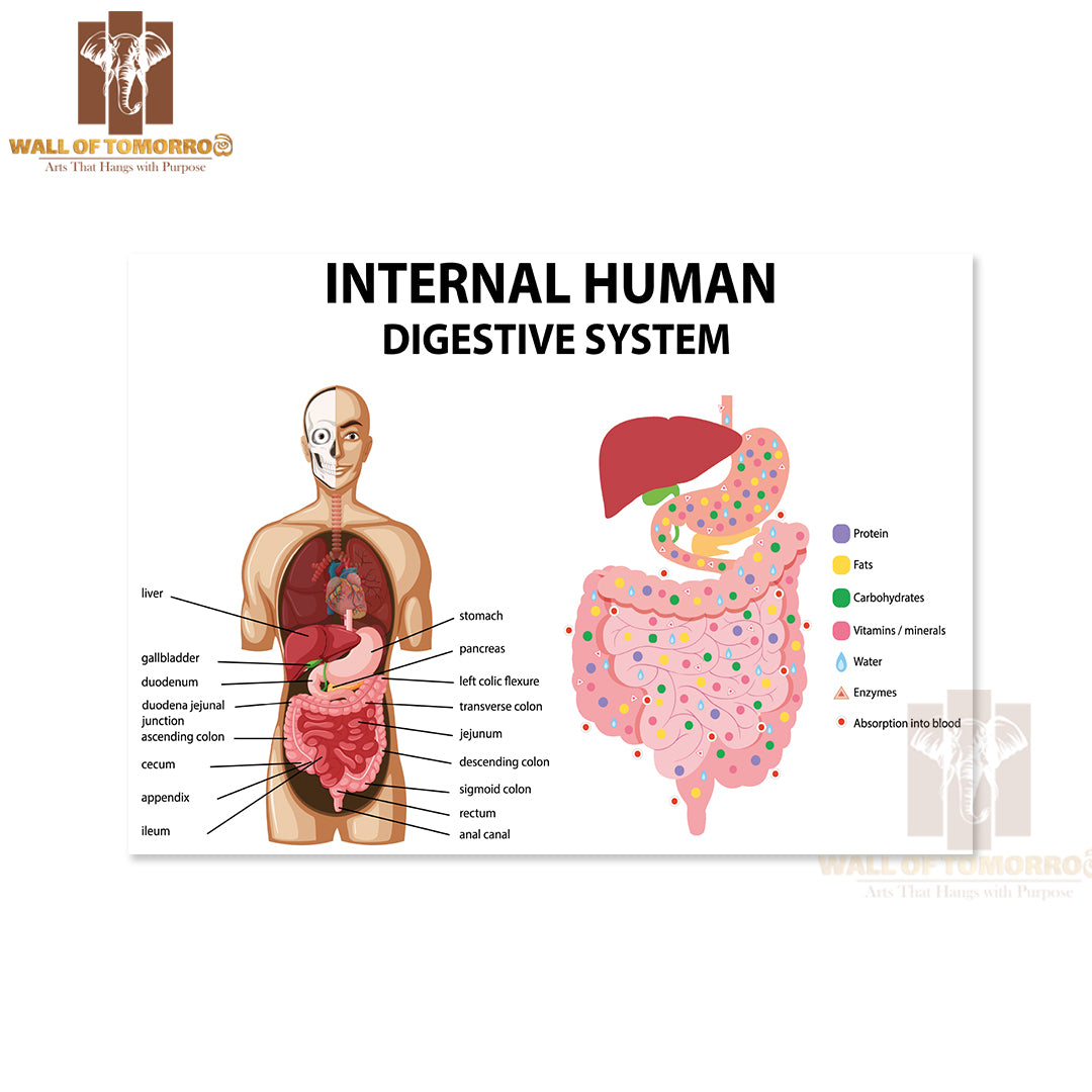 Diagram Showing Internal Human Digestive System Educational High Quality Unframed Poster Print & Waterproof Poster Print Wall Décor