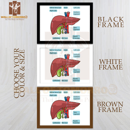 Human Liver Gallbladder Diagram Educational High Quality Glass Frame Wall Décor