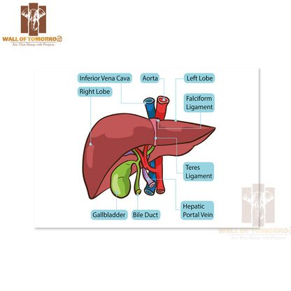 Human Liver Gallbladder Diagram Educational High Quality Unframed Poster Print & Waterproof Poster Print Wall Décor