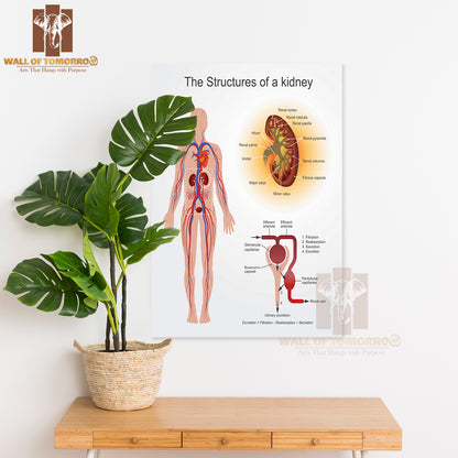 The Kidneys Are Bean-Shaped Organs That Serve Several Essential Regulatory Roles in Vertebrates Educational High Quality Unframed Poster Print & Waterproof Poster Print Wall Décor