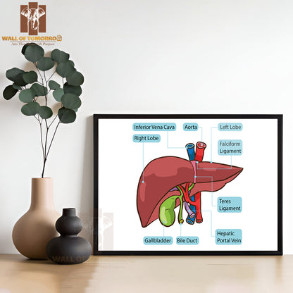 Human Liver Gallbladder Diagram Educational High Quality Glass Frame Wall Décor