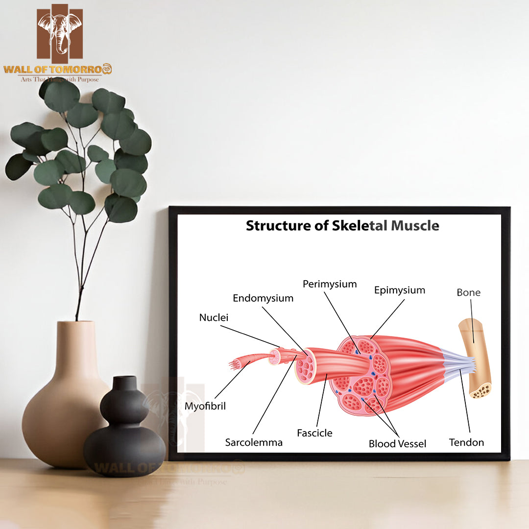 Structure Skeletal Muscle Anatomy Educational High Quality Glass Frame Wall Décor