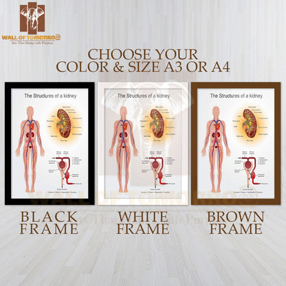 The Kidneys Are Bean-Shaped Organs That Serve Several Essential Regulatory Roles in Vertebrates Educational High Quality Glass Frame Wall Décor