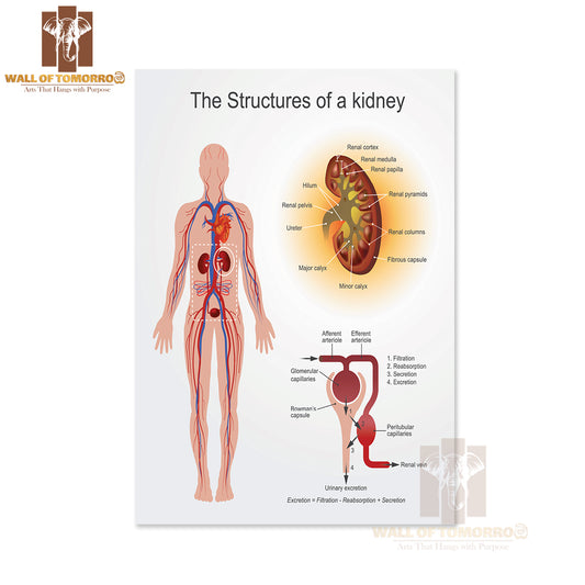 The Kidneys Are Bean-Shaped Organs That Serve Several Essential Regulatory Roles in Vertebrates Educational High Quality Unframed Poster Print & Waterproof Poster Print Wall Décor