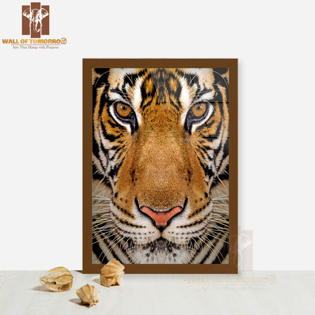 Close-Up Beautiful Face Portrait of Tiger High Quality Glass Frame Wall Décor