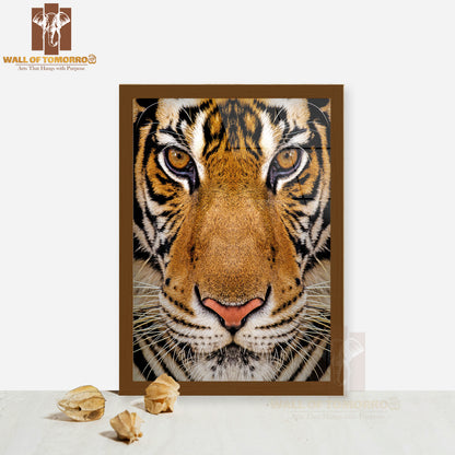 Close-Up Beautiful Face Portrait of Tiger High Quality Glass Frame Wall Décor