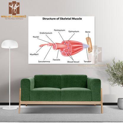 Structure Skeletal Muscle Anatomy Educational High Quality Unframed Poster Print & Waterproof Poster Print Wall Décor