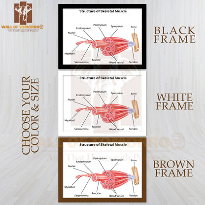 Structure Skeletal Muscle Anatomy Educational High Quality Glass Frame Wall Décor