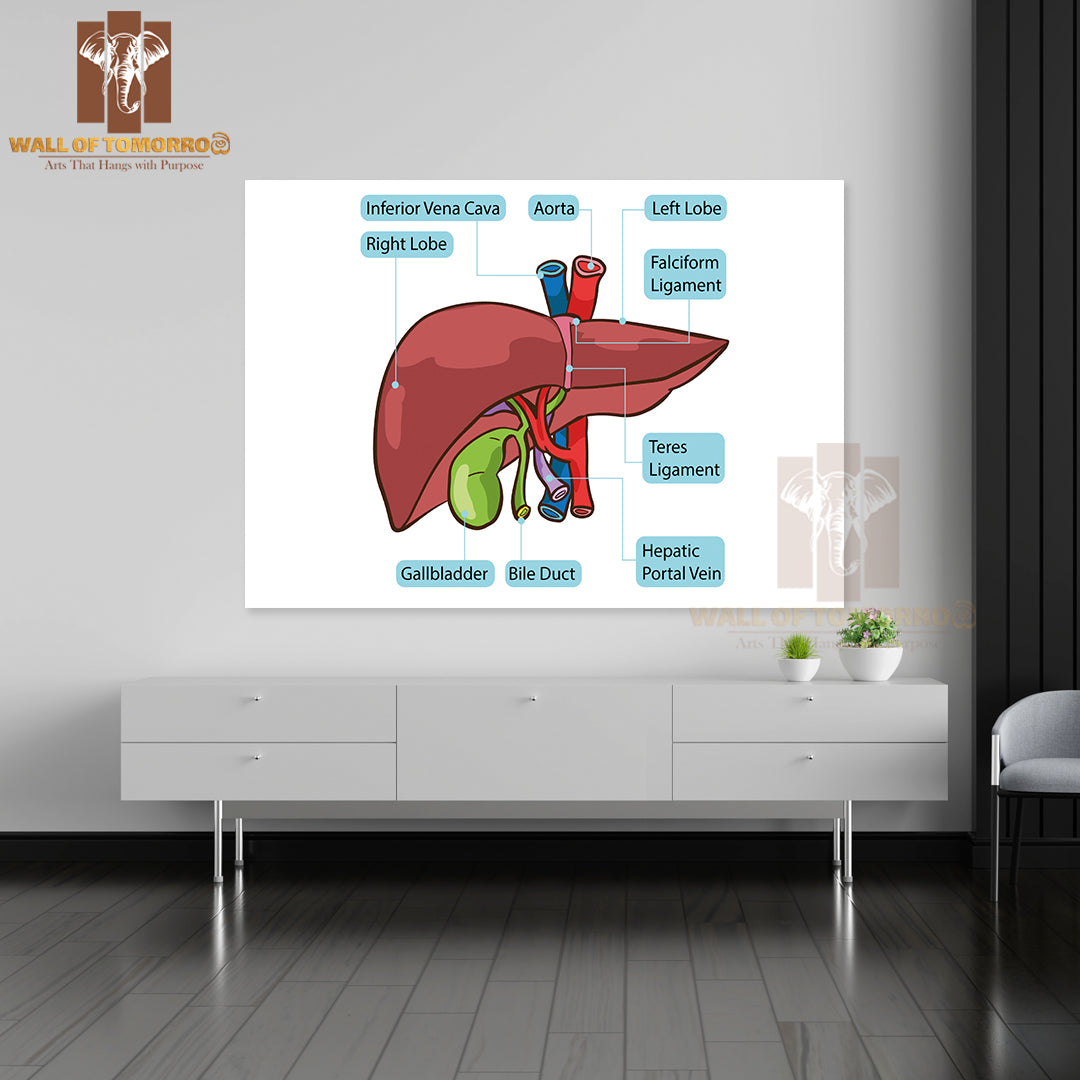 Human Liver Gallbladder Diagram Educational High Quality Unframed Poster Print & Waterproof Poster Print Wall Décor