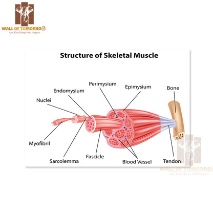 Structure Skeletal Muscle Anatomy Educational High Quality Unframed Poster Print & Waterproof Poster Print Wall Décor