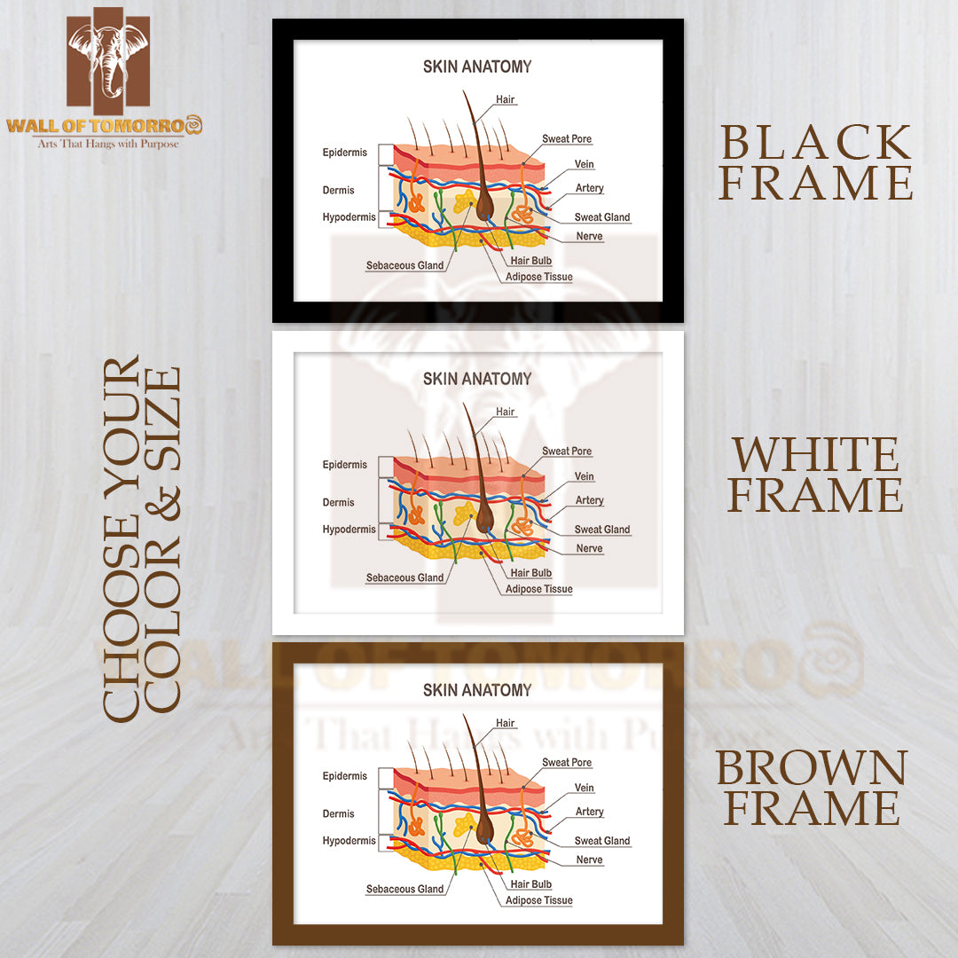 Human Skin Anatomy. Layered Epidermis with Hair Bulb, Sweat and Sebaceous Glands Educational High Quality Glass Frame Wall Décor