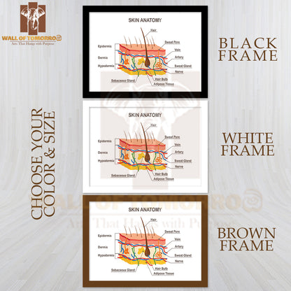 Human Skin Anatomy. Layered Epidermis with Hair Bulb, Sweat and Sebaceous Glands Educational High Quality Glass Frame Wall Décor