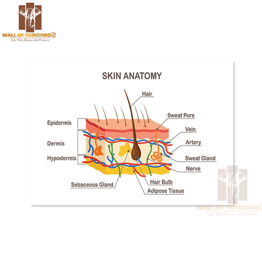 Human Skin Anatomy. Layered Epidermis with Hair Bulb, Sweat and Sebaceous Glands Educational High Quality Unframed Poster Print & Waterproof Poster Print Wall Décor