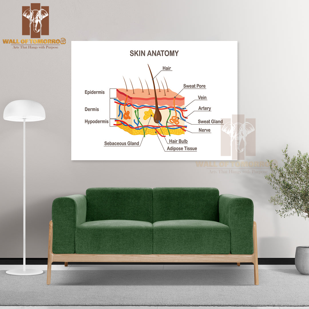 Human Skin Anatomy. Layered Epidermis with Hair Bulb, Sweat and Sebaceous Glands Educational High Quality Unframed Poster Print & Waterproof Poster Print Wall Décor