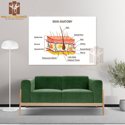 Human Skin Anatomy. Layered Epidermis with Hair Bulb, Sweat and Sebaceous Glands Educational High Quality Unframed Poster Print & Waterproof Poster Print Wall Décor