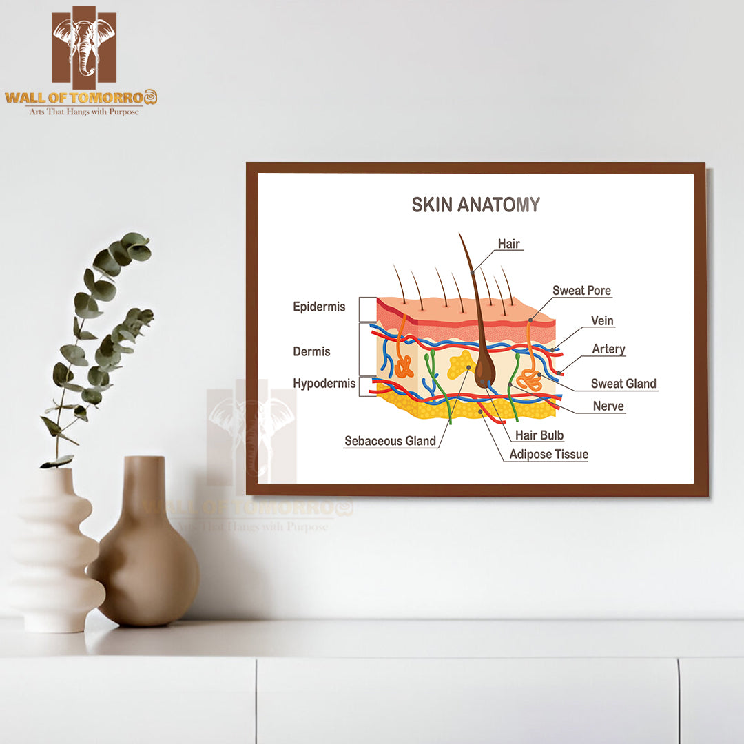 Human Skin Anatomy. Layered Epidermis with Hair Bulb, Sweat and Sebaceous Glands Educational High Quality Glass Frame Wall Décor