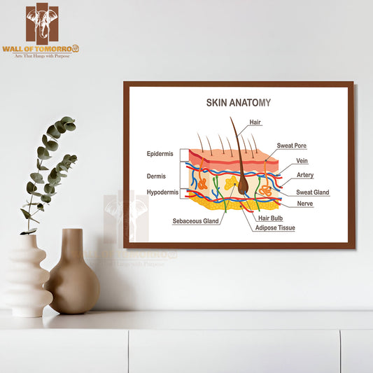 Human Skin Anatomy. Layered Epidermis with Hair Bulb, Sweat and Sebaceous Glands Educational High Quality Glass Frame Wall Décor