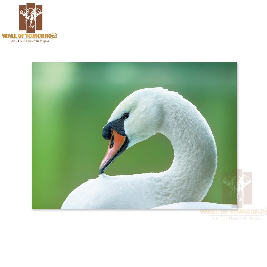 White Swan on a Green Background Close-Up High Quality Unframed Poster Print & Waterproof Poster Print Wall Décor