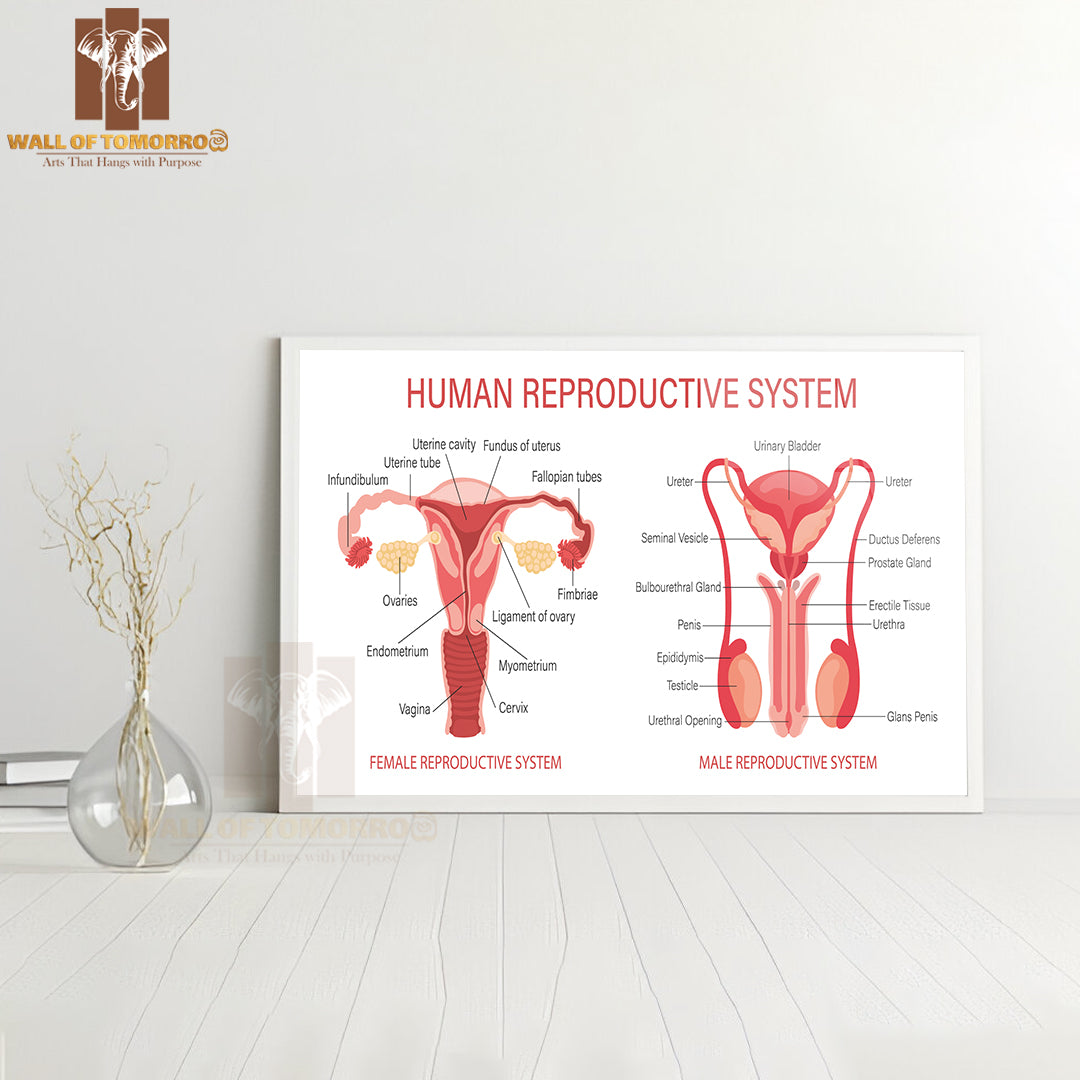 The Human Reproductive System Educational High Quality Glass Frame Wall Décor