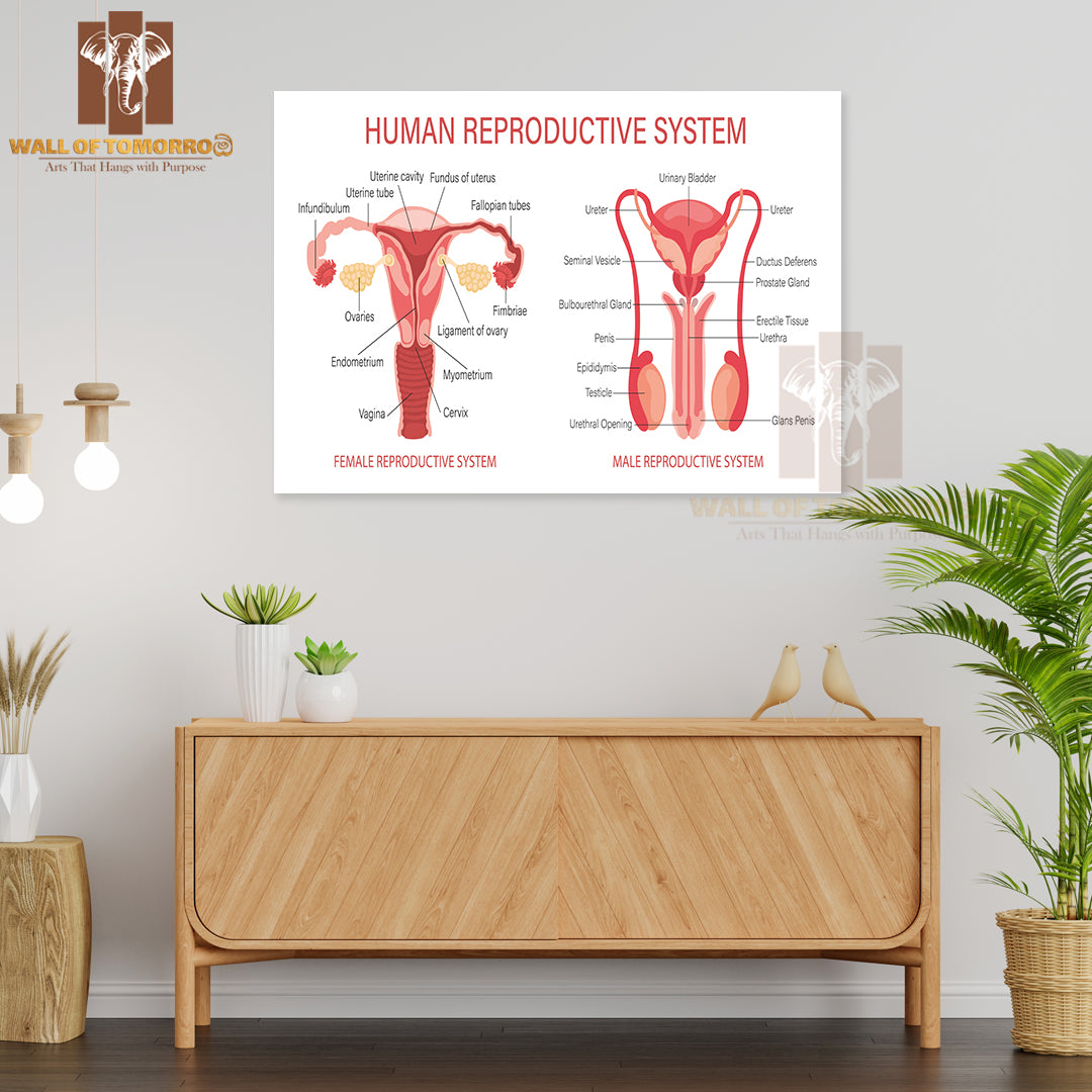 The Human Reproductive System Educational High Quality Unframed Poster Print & Waterproof Poster Print Wall Décor