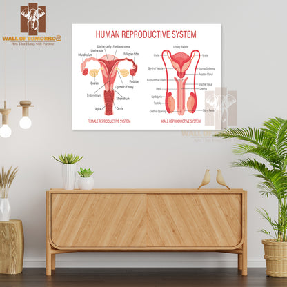 The Human Reproductive System Educational High Quality Unframed Poster Print & Waterproof Poster Print Wall Décor