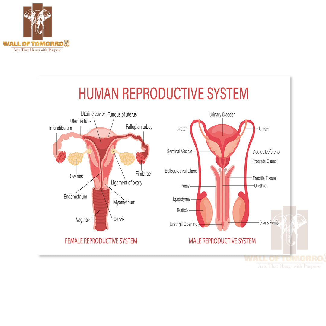 The Human Reproductive System Educational High Quality Unframed Poster Print & Waterproof Poster Print Wall Décor