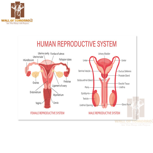 The Human Reproductive System Educational High Quality Unframed Poster Print & Waterproof Poster Print Wall Décor