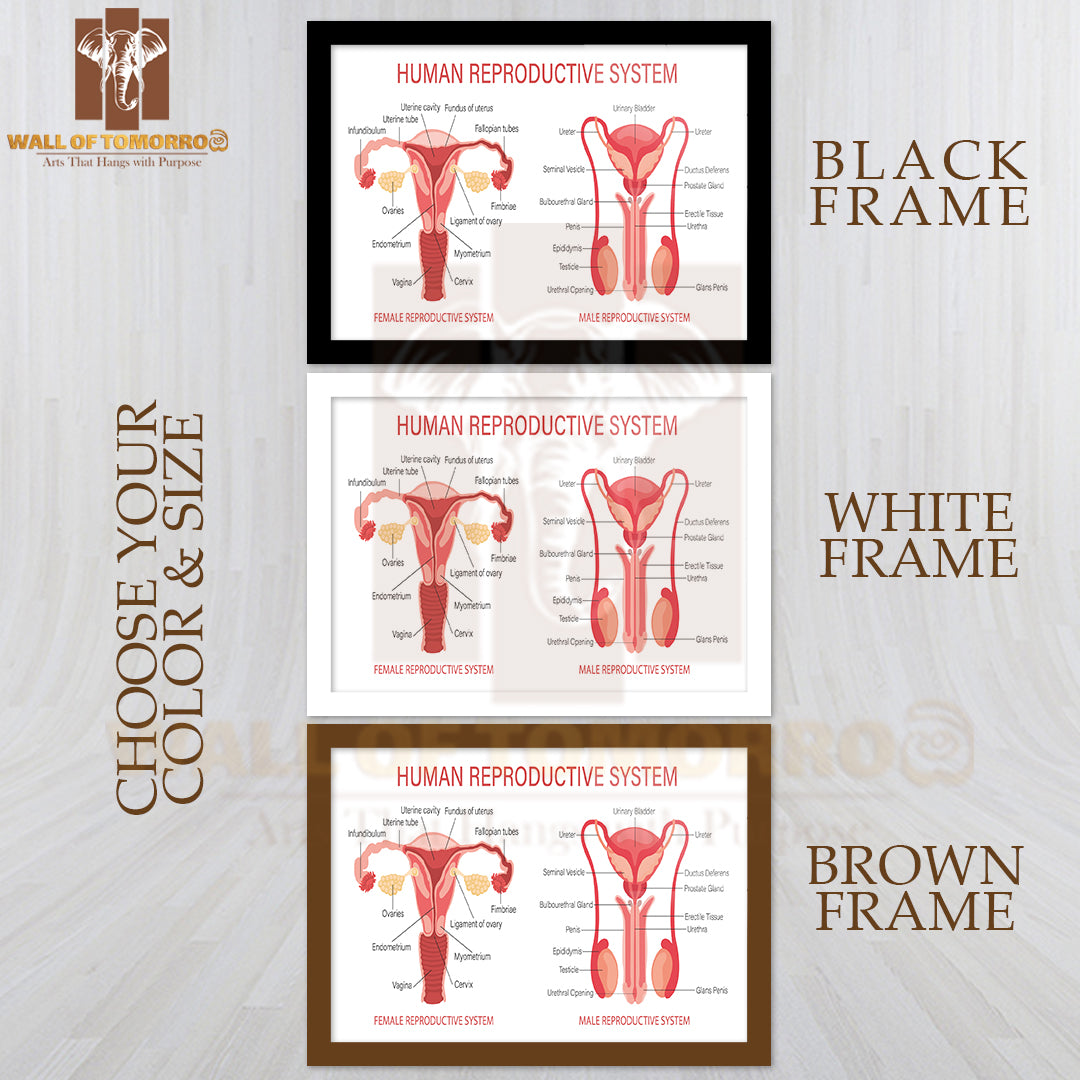 The Human Reproductive System Educational High Quality Glass Frame Wall Décor