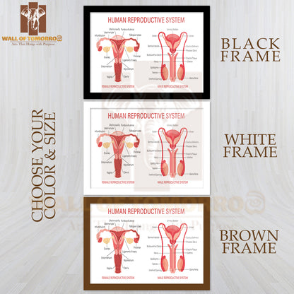 The Human Reproductive System Educational High Quality Glass Frame Wall Décor