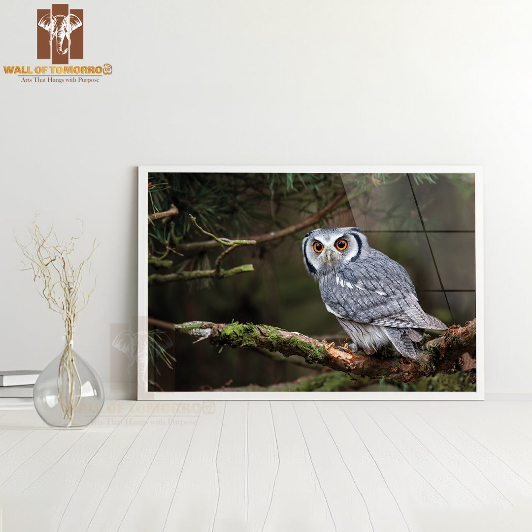 A White-Faced Scops Owl (Ptilopsis Leucotis) In A Tree Staring with Large Orange Eyes High Quality Unframed Poster Print & Waterproof Poster Print Wall Décor