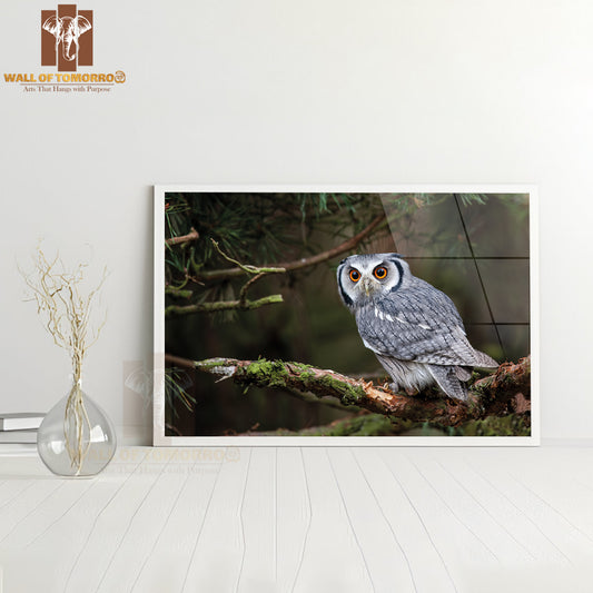 A White-Faced Scops Owl (Ptilopsis Leucotis) In A Tree Staring with Large Orange Eyes High Quality Unframed Poster Print & Waterproof Poster Print Wall Décor